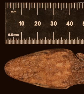 Media type: image;   Herpetology R-125611